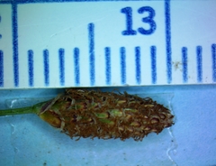 Eleocharis montevidensis