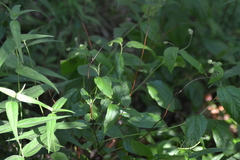Ceanothus americanus