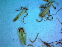 Eleocharis montevidensis