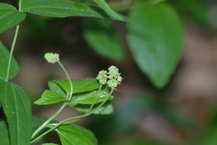 Ceanothus americanus