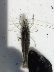 Palaemon macrodactylus