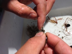 Palaemon macrodactylus