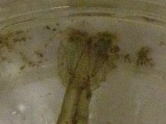 Palaemon macrodactylus