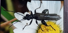 Oedemera atrata