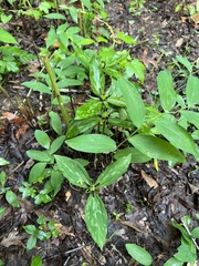 Trillium lancifolium