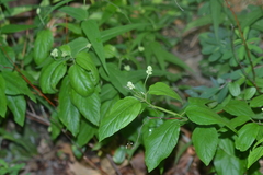 Ceanothus americanus