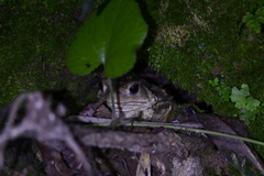 Bufo gargarizans