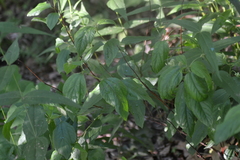 Ceanothus americanus