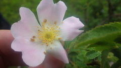 Rosa tomentosa