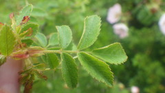 Rosa tomentosa