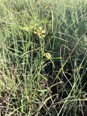 Cynanchinae