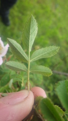Rosa tomentosa