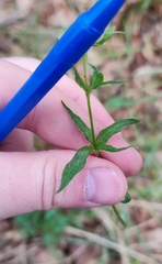 Galium × pseudoboreale
