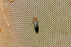 Agrilus pratensis