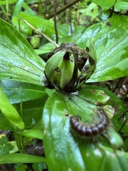 Trillium lancifolium