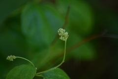 Ceanothus americanus