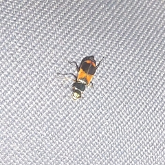 Anthocomus