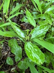 Trillium lancifolium