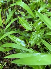 Trillium lancifolium