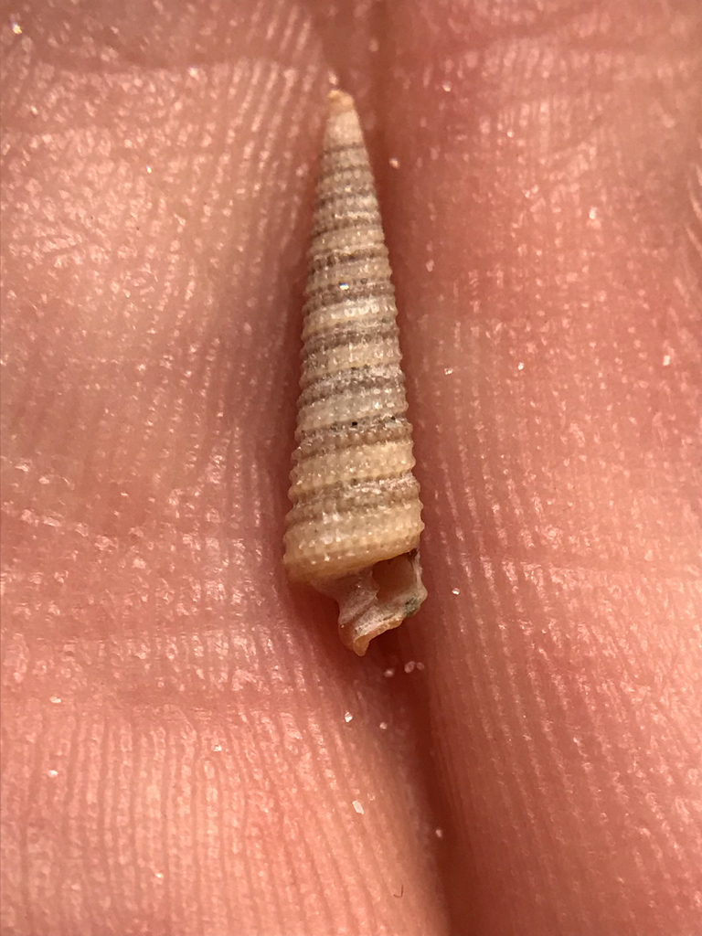 Retilaskeya bicolor