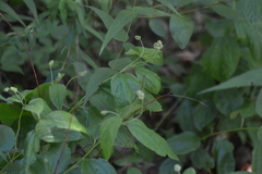 Ceanothus americanus