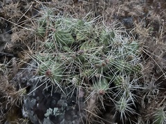Opuntia × columbiana