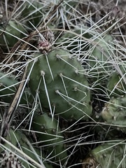 Opuntia × columbiana