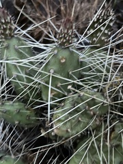 Opuntia × columbiana