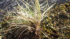 Festuca lemanii
