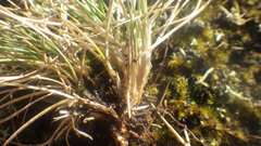 Festuca lemanii