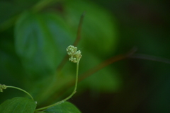 Ceanothus americanus