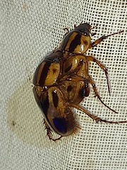 Cyclocephala prolongata