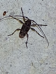 Oreodera brailovskyi