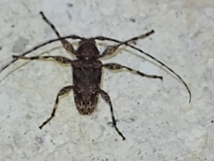 Oreodera brailovskyi