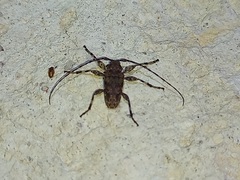 Oreodera brailovskyi