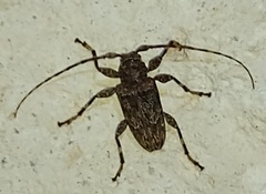 Oreodera brailovskyi