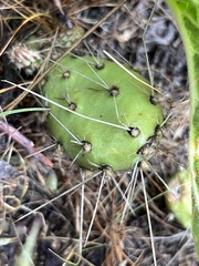 Opuntia × columbiana