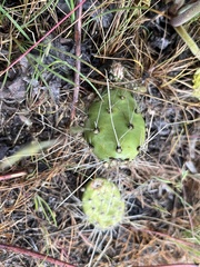 Opuntia × columbiana