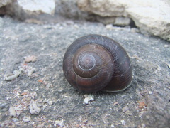 Tacheocampylaea tacheoides