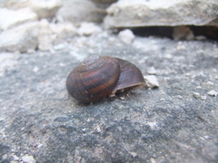 Tacheocampylaea tacheoides