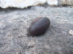 Tacheocampylaea tacheoides