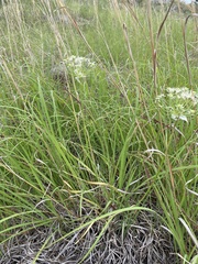 Allium fraseri