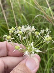 Allium fraseri