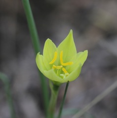 Zephyranthes longifolia