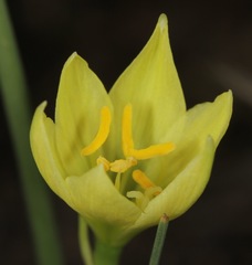 Zephyranthes longifolia