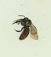 Augochloropsis ignita
