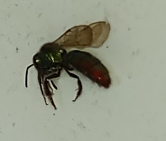 Augochloropsis ignita