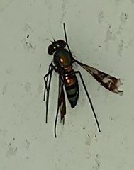 Condylostylus occidentalis