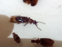 Xenitenopsis