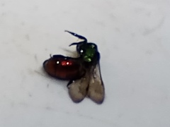 Augochloropsis ignita